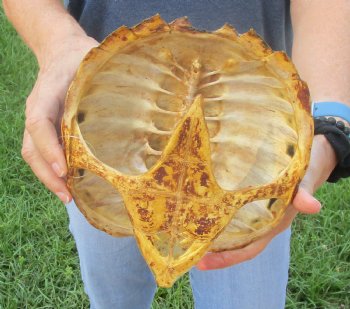 Buy this Common Snapping Turtle Shell 8-1/2 inches long for $29