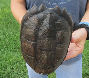 Authentic Common Snapping Turtle Shell 8-1/4 inches long For Sale for $29