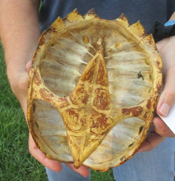 Authentic Common Snapping Turtle Shell 8-1/4 inches long For Sale for $29