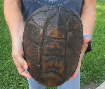 Buy this Common Snapping Turtle Shell 10-3/4 inches long for $35