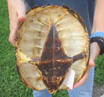 Buy this Common Snapping Turtle Shell 10-3/4 inches long for $35