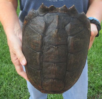 This is a Real Common Snapping Turtle Shell 10-1/2 inches long For Sale for $35