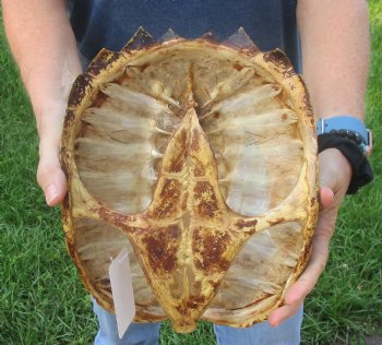 This is a Real Common Snapping Turtle Shell 10-1/2 inches long For Sale for $35