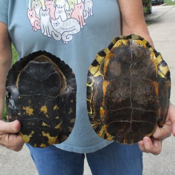 9" & 8" Red Eared Slider Turtle Shells - $38