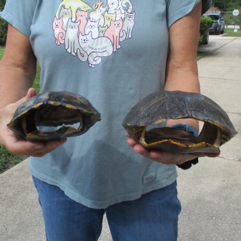 9" & 8" Red Eared Slider Turtle Shells - $38