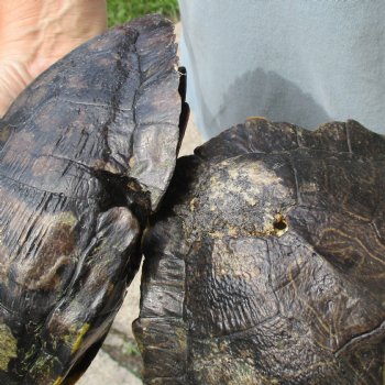 9" & 8" Red Eared Slider Turtle Shells - $38