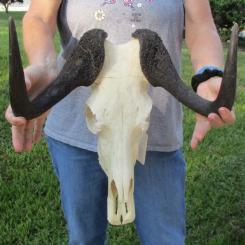 B-Grade, Female, Black Wildebeest Skull with 16" Horn Spread - $60