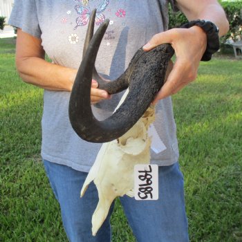 B-Grade, Female, Black Wildebeest Skull with 16" Horn Spread - $60