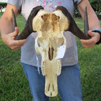 B-Grade, Female, Black Wildebeest Skull with 16" Horn Spread - $60