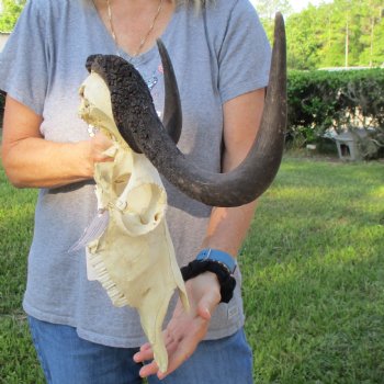 B-Grade, Female, Black Wildebeest Skull with 16" Horn Spread - $60