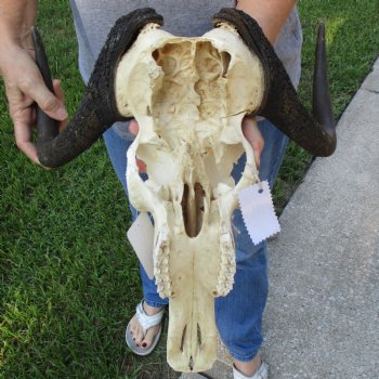 B-Grade, Female, Black Wildebeest Skull with 16" Horn Spread - $60