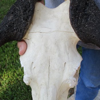 B-Grade, Female, Black Wildebeest Skull with 16" Horn Spread - $60