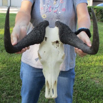 B-Grade, Female, Black Wildebeest Skull with 16" Horn Spread - $60