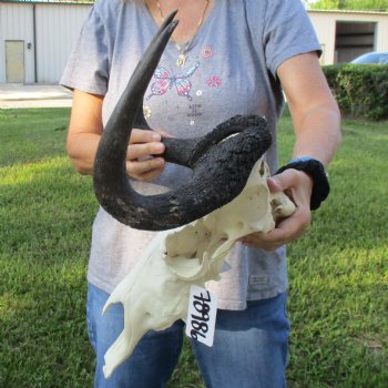 B-Grade, Female, Black Wildebeest Skull with 16" Horn Spread - $60