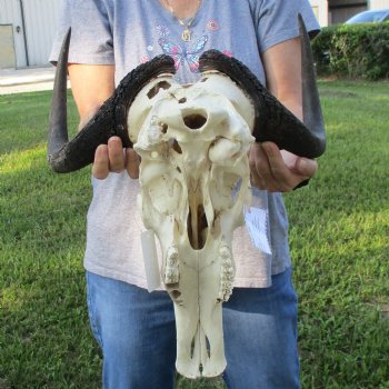 B-Grade, Female, Black Wildebeest Skull with 16" Horn Spread - $60