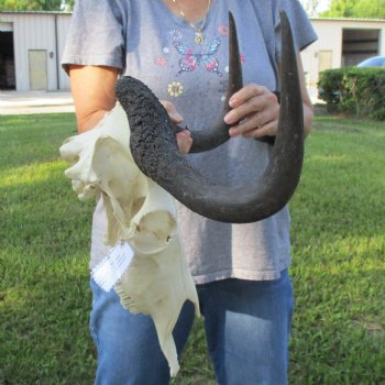 B-Grade, Female, Black Wildebeest Skull with 16" Horn Spread - $60