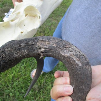 B-Grade, Female, Black Wildebeest Skull with 16" Horn Spread - $60