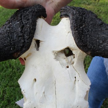 B-Grade, Female, Black Wildebeest Skull with 16" Horn Spread - $60