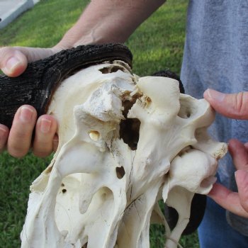 B-Grade, Female, Black Wildebeest Skull with 16" Horn Spread - $60