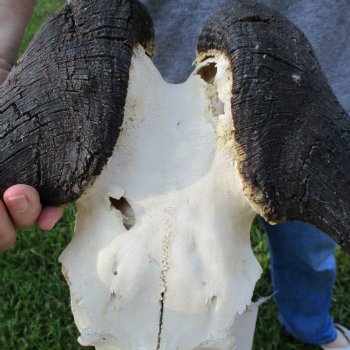 B-Grade, Female, Black Wildebeest Skull with 16" Horn Spread - $60