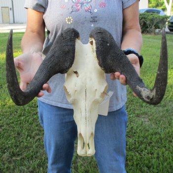 B-Grade, Female, Black Wildebeest Skull with 16" Horn Spread - $60