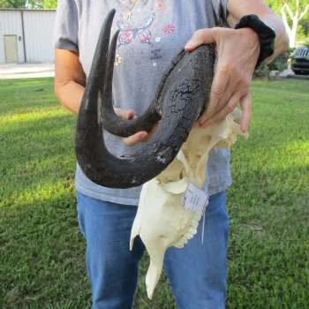 B-Grade, Female, Black Wildebeest Skull with 16" Horn Spread - $60