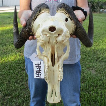 B-Grade, Female, Black Wildebeest Skull with 16" Horn Spread - $60