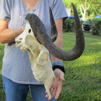 B-Grade, Female, Black Wildebeest Skull with 16" Horn Spread - $60