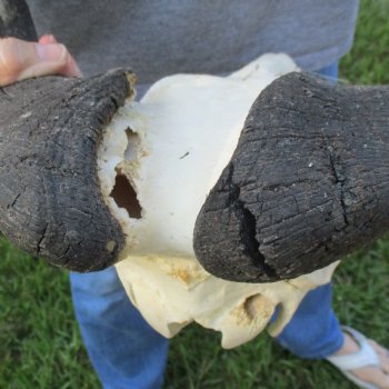 B-Grade, Female, Black Wildebeest Skull with 16" Horn Spread - $60