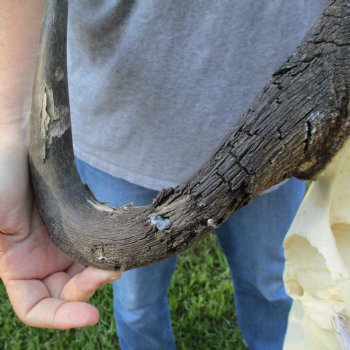 B-Grade, Female, Black Wildebeest Skull with 16" Horn Spread - $60