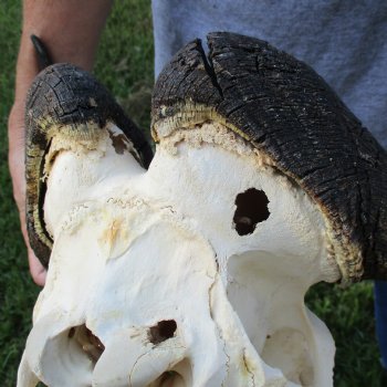 B-Grade, Female, Black Wildebeest Skull with 16" Horn Spread - $60