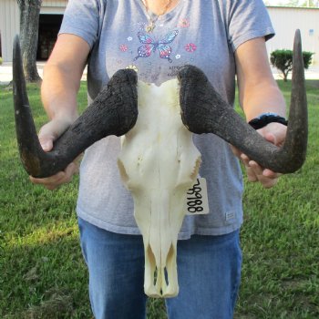 B-Grade, Female, Black Wildebeest Skull with 15" Horn Spread - $60