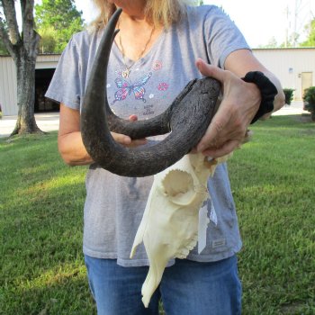 B-Grade, Female, Black Wildebeest Skull with 15" Horn Spread - $60