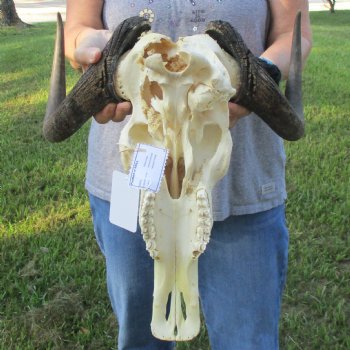 B-Grade, Female, Black Wildebeest Skull with 15" Horn Spread - $60