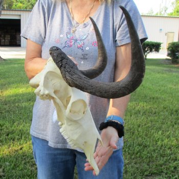 B-Grade, Female, Black Wildebeest Skull with 15" Horn Spread - $60