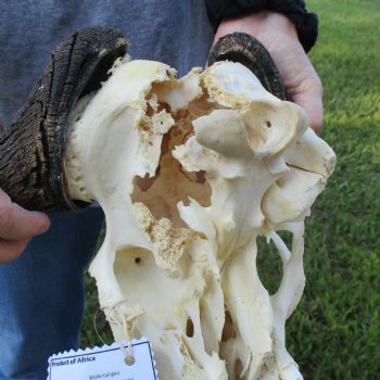 B-Grade, Female, Black Wildebeest Skull with 15" Horn Spread - $60