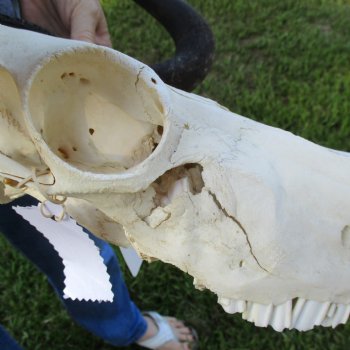 B-Grade, Female, Black Wildebeest Skull with 15" Horn Spread - $60