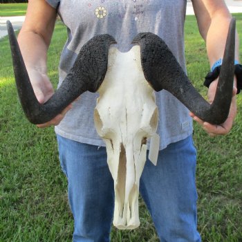 B-Grade, Female, Black Wildebeest Skull with 15" Horn Spread - $60