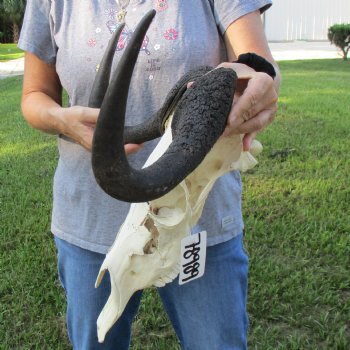 B-Grade, Female, Black Wildebeest Skull with 15" Horn Spread - $60