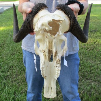 B-Grade, Female, Black Wildebeest Skull with 15" Horn Spread - $60