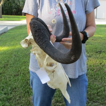 B-Grade, Female, Black Wildebeest Skull with 15" Horn Spread - $60