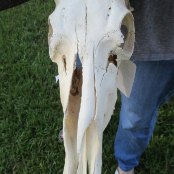 B-Grade, Female, Black Wildebeest Skull with 15" Horn Spread - $60