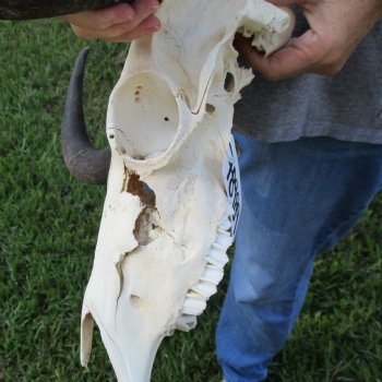 B-Grade, Female, Black Wildebeest Skull with 15" Horn Spread - $60