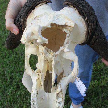 B-Grade, Female, Black Wildebeest Skull with 15" Horn Spread - $60