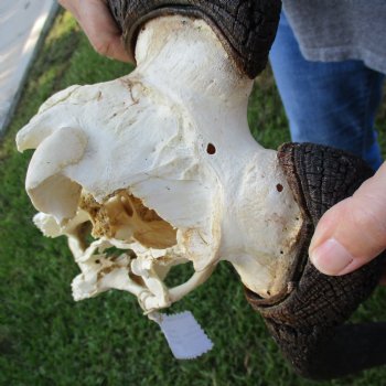 B-Grade, Female, Black Wildebeest Skull with 15" Horn Spread - $60