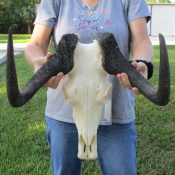 Female, Black Wildebeest Skull with 16" Horn Spread - $80