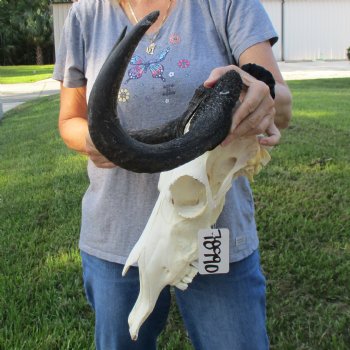 Female, Black Wildebeest Skull with 16" Horn Spread - $80