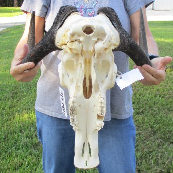 Female, Black Wildebeest Skull with 16" Horn Spread - $80