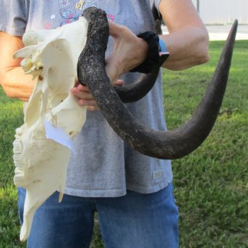 Female, Black Wildebeest Skull with 16" Horn Spread - $80