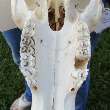 Female, Black Wildebeest Skull with 16" Horn Spread - $80